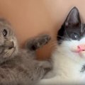 家に来て『1日目の子猫たち』→飼い主が少し近づいてみると…まさかの可愛す…