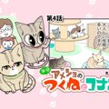 半分アメショのつくねとコナン【第4話】「つくねの性格」