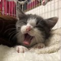 猫が「るんるん気分♪」な時の仕草５つ