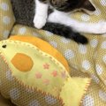 音が鳴ってカミカミが止まらない♡猫の蹴りぐるみを手作りしてみよう！