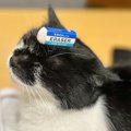 「動じない猫…w」に5.3万件がgood評価♡ネコハラへのイヤガラセはまっ…