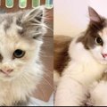 なぜか心を引かれた険しい目つきの保護猫…人間を怖がっていた子猫が“…