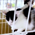 飼い主さんが火事で…。残された20匹の猫たちの行方は？その5