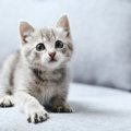 猫につけるのは控えるべき『NGな名前』5つ　思わぬ支障を招くリスクや…