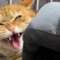 『シャー』と思いっきり威嚇する猫を撫でてみたら…段々と変化していく…