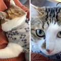 『ボクここにいていい？』降ろされても諦めずに登ってくる2本足の猫…&…