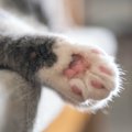 猫の『タフト（足裏の毛）』は切るべき？その役割やケア方法