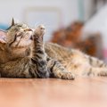 猫の毛が『ちぎれる』原因3つ！飼い主がすべき対処法とは