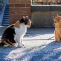 猫の間でモテモテになる『猫たらしな猫』の特徴とは？4つのポイントを…