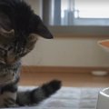 ツルツル！初めての氷に翻弄される猫ちゃん達