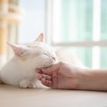 猫が『あごのせ』してくるときの理由5つ　隠されている心理や上手な応え方…