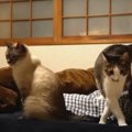 師匠と弟子が夢の共演！猫ちゃんのダブルふみふみ♪