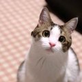 猫が『好きな人』と『嫌いな人』に見せる態度の違い５つ