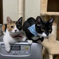 室内飼育の猫同士がケンカする理由５つ