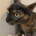 大人しくていい子な猫→『お風呂』に入れると…想像以上の光景に「めっちゃ…