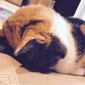 猫が『ごめん寝』する理由とは？苦しくはないの？