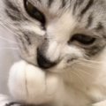 『前足を吸っていた猫』の前に指を差し出してみた結果…まさかの反応に爆笑…