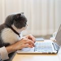 猫との暮らしで『思わず笑ってしまう』瞬間4選　あなたはいくつ共感できま…