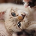 猫の「撫でて～」アピール5選♡距離がグッと縮まる応え方とは？