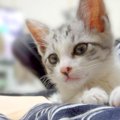 マンションの駐車場で鳴いていた“ひとりぼっちの子猫”…幸せになった12…