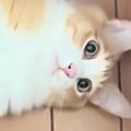 飼い主が家の中を歩いていると…『どうしても構ってほしい猫』がとった行動…