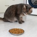 猫が『隠れてご飯を食べる』ようになった時に気にするべきこと4つ