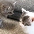 雷の音にビックリした子猫たちが『向かった先』とは…尊すぎる『大集合…