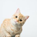猫が『首をかしげる』仕草をする理由3つ　可愛らしい行動の意味とは？病気…