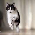 猫が急に『全力で走り出す』ときの理由5つ　どんな意味があるの？思わ…
