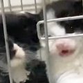 ケージの中にいる子猫たち→ごはんの時間が近づくと…ニヤニヤが止まら…