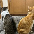仲良くいっしょにいた『2匹の猫』→『しっぽ』を見ると……奇跡みたいな…