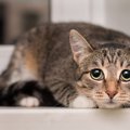 『精神的に不安になりやすい猫』の特徴とは？主な症状5つと対処法