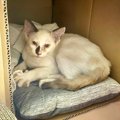 大雨を生き抜いて保護された、ボロボロで鋭い目つきの子猫→２週間後……