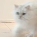 小学校へ行く準備をするお姉ちゃんに『頑張ってついて行く猫』→家族が撮影…