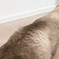 気持ちよさそうに伸びをしていた猫→『しっぽ』を見たら…可愛すぎる『形』…