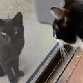 気温40度でぐったりしていた野良猫→庭にいるのを愛猫が発見して…『2年…