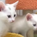 保護子猫たち→初めて『電動のおもちゃ』を見た結果…微笑ましすぎる『…