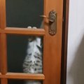部屋に入りたい元野良猫→自力でドアを開けようとして…まさかの瞬間が…
