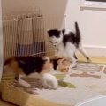 子猫を見ていたら突然…個性的すぎる『やんのかステップ』が面白いと10…