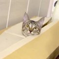 段ボールから顔を出す子猫→飼い主が見ていることに気づくと…『まるで…