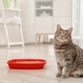 『猫トイレ』を絶対置いてはいけない場所4つ！改善しなかった場合のリ…