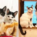 寒い冬に突然現れた兄妹猫……徹夜で救われた子猫が見せた姿とは？