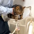 ママが『動物病院』に行く準備を始めたら、"２匹の猫"が…つ…