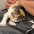 ガリガリに痩せていた子猫を保護→家族に迎えて24時間も経ってないのに…『…