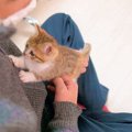 『ケージから出た途端に甘えまくる子猫姉妹』破壊力がエグすぎた結果→…