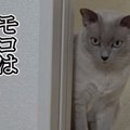 自動給餌器から普通のお皿へ。変化に戸惑う猫ちゃんたち