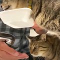 同時に補給！猫ちゃん達との暮らしで自然と身に付いた二刀流技♪