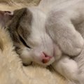 猫を満足させることができる飼い主の行動３つ