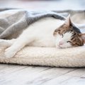 猫にとっての『快適な寝床』4つのポイント　ベッドの種類や置き場所など、…
