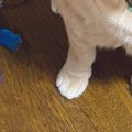 夕飯の支度後『やれやれ』と椅子に座ったら、『おもちゃ』を持ってき…